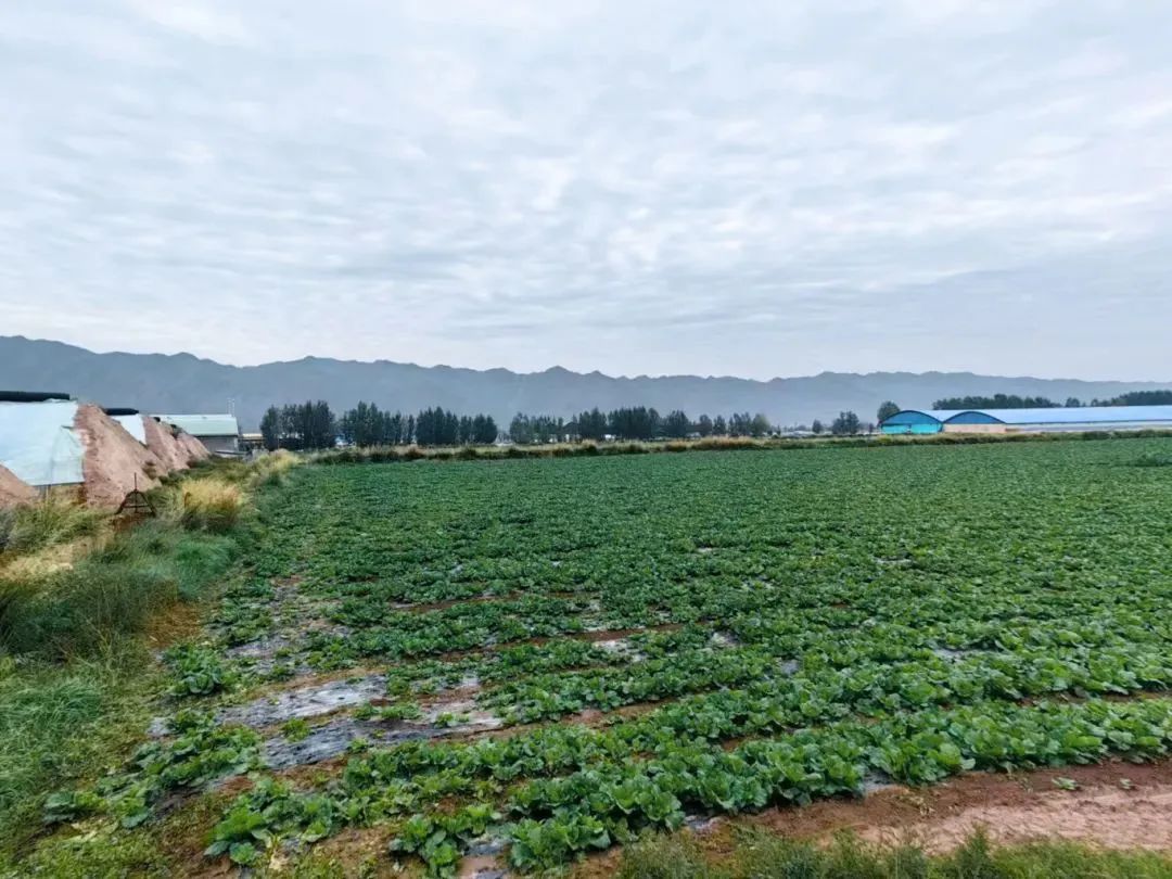 特色蔬菜种植基地.jpg